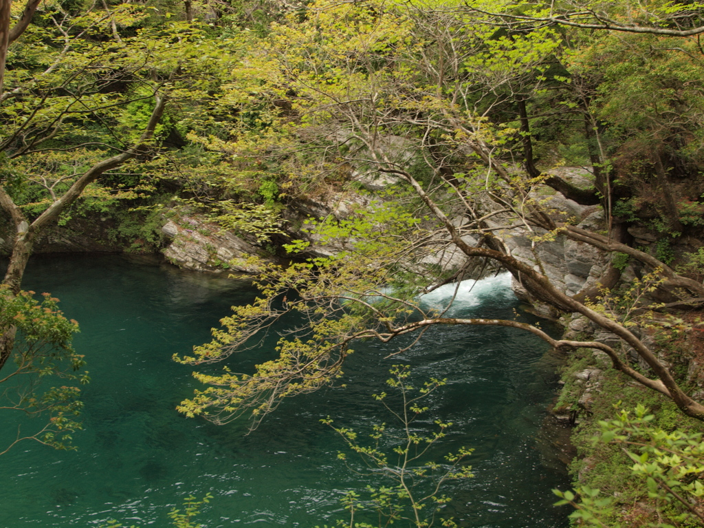 汗見川キシツツジ八景の八番目