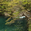 汗見川キシツツジ八景の八番目