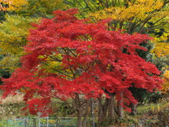 秋の山郷