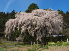 樹齢２００年