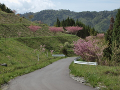 桃色