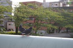 IMGP0717