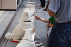 アイスうま〜