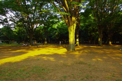 代々木公園