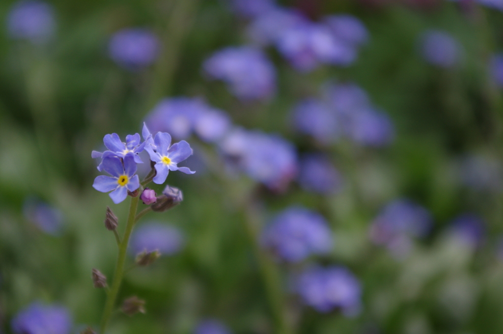 IMGP0118