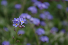 IMGP0118