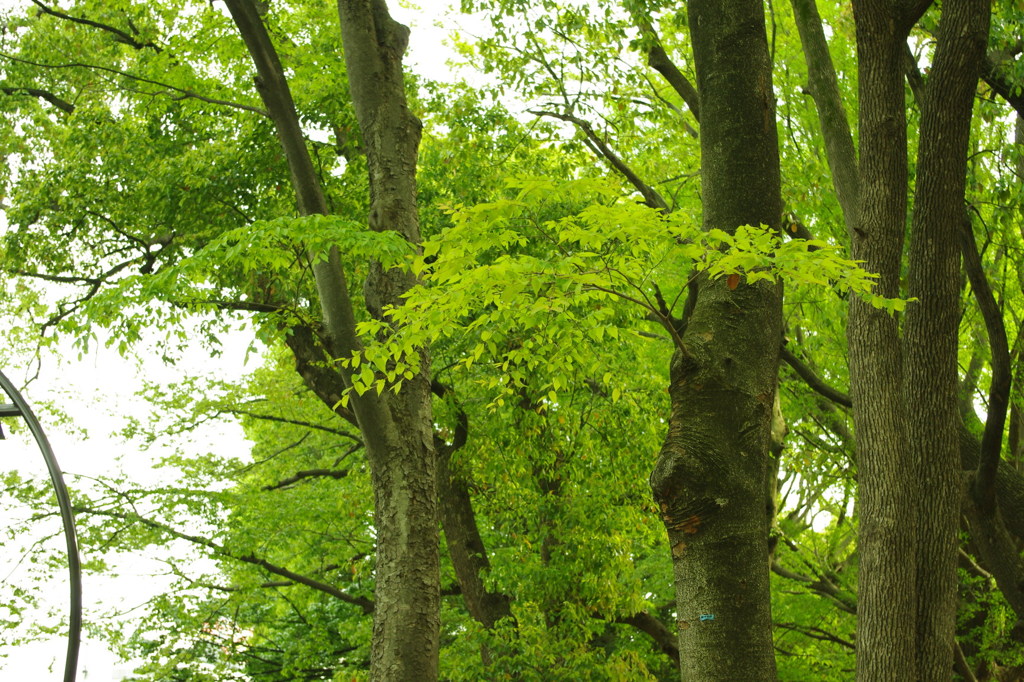IMGP0241
