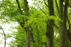 IMGP0241