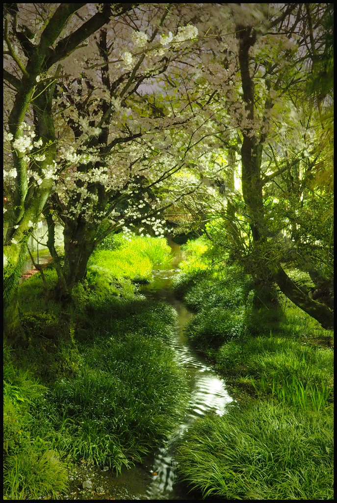 源兵衛川の夜