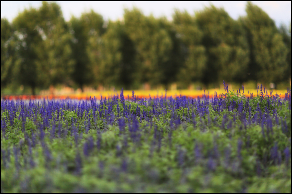 FARM TOMITA