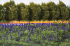 FARM TOMITA