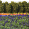 FARM TOMITA