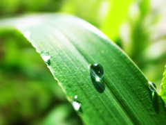 crystal drops