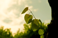green youth 2