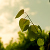 green youth 2