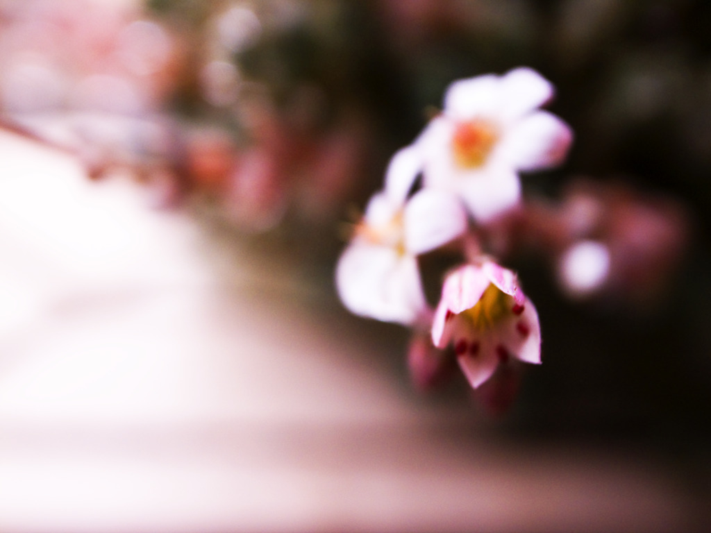 molten flowers