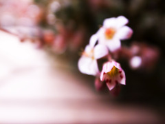 molten flowers