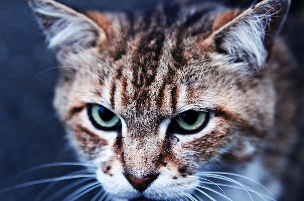cat's eyes