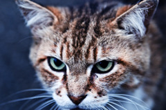 cat's eyes
