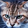 cat's eyes