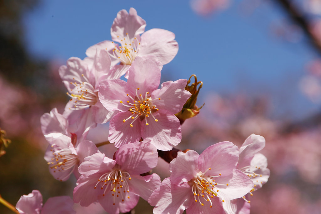 sakura