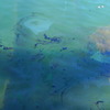 USS ARIZONA MEMORIAL
