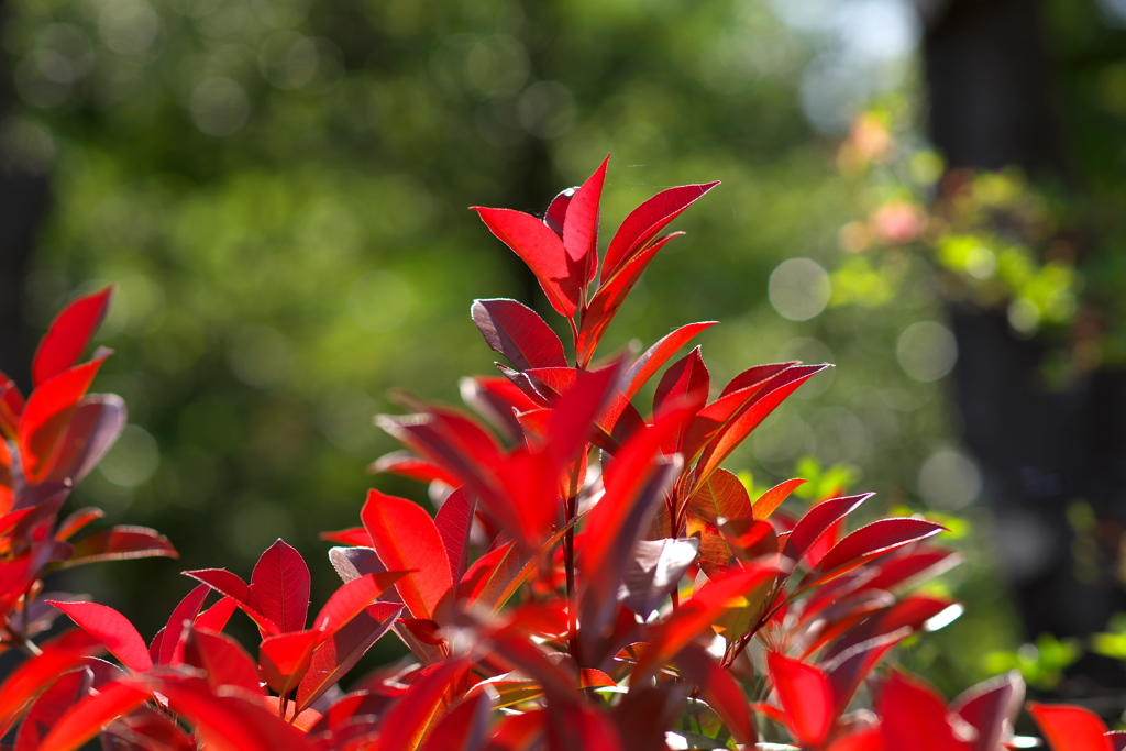 新緑の紅