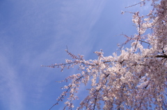 お花見日和