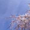 お花見日和
