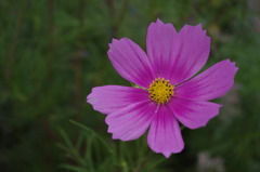 秋桜