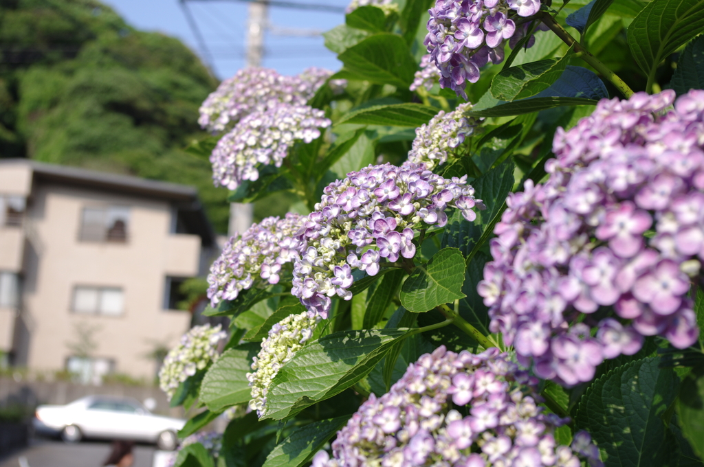 紫陽花