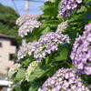 紫陽花