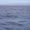 潮流