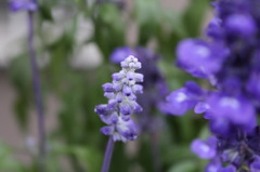 花を撮ってみた