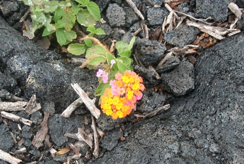 花