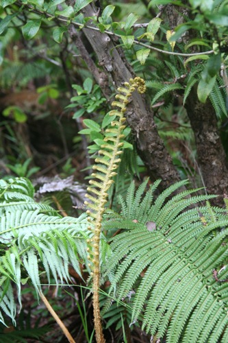 シダ植物