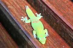 ベンチのトカゲ