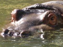 カバ　昔のお気に入りデジカメ写真