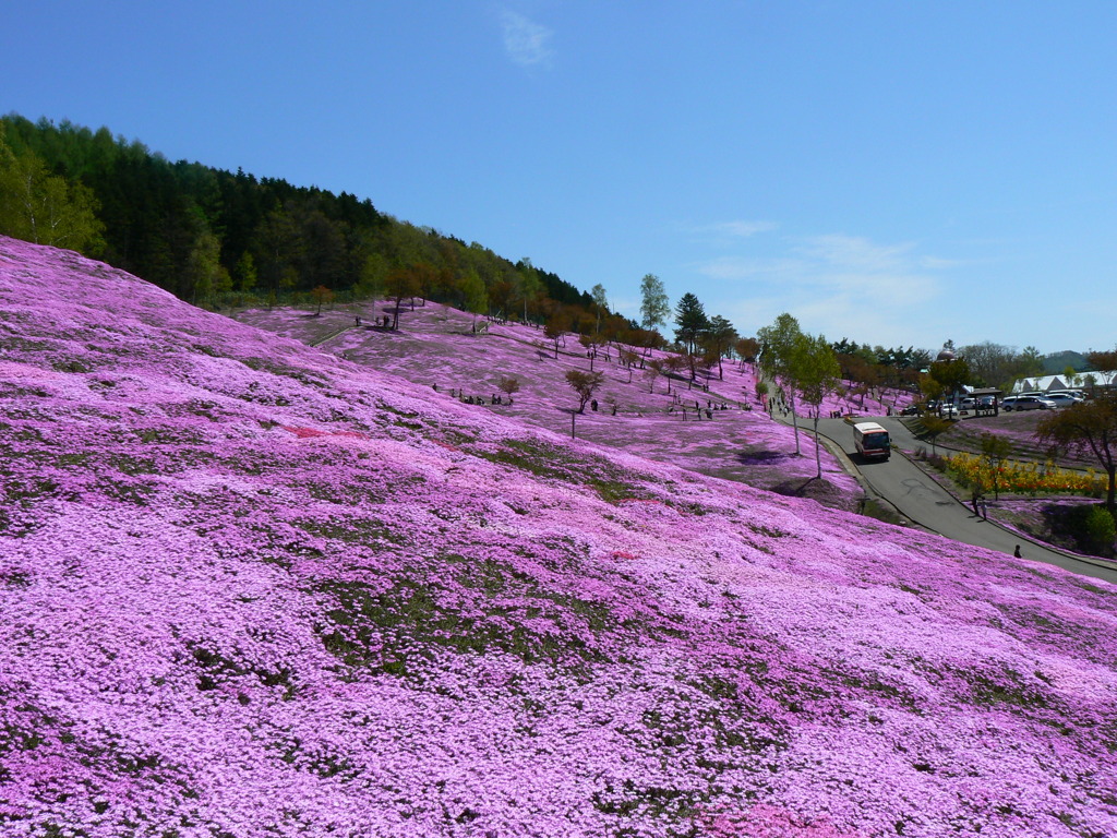 滝上芝桜