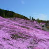 滝上芝桜