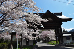 天上寺の桜