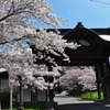 天上寺の桜