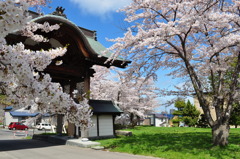 天上寺の桜