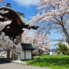 天上寺の桜