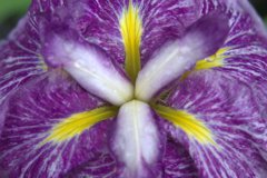 菖蒲