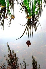 水鏡