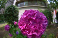 紫陽花
