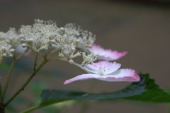 淡