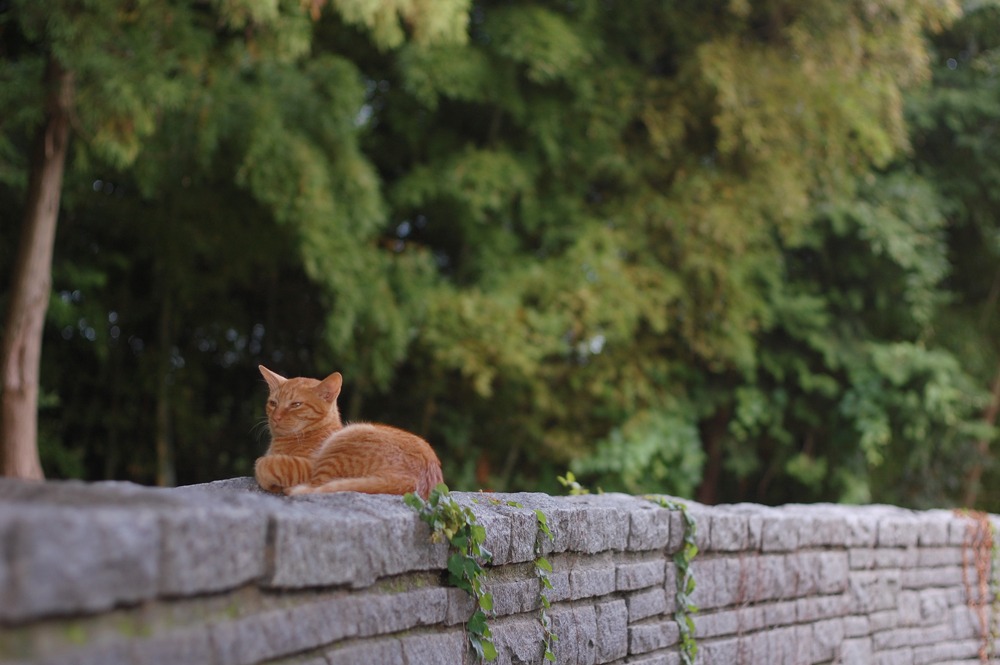 ねこ