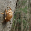 ヌケガラ
